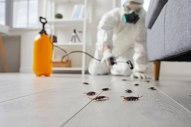 Commercial Rodent Management in Emma